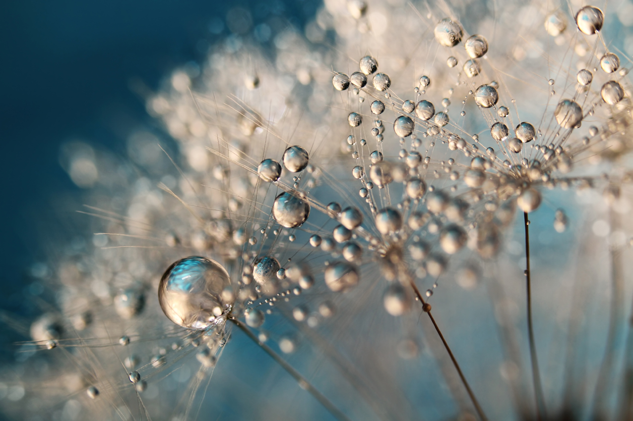 Dew Drops - Macro Photography