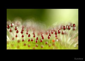Sundew.jpg