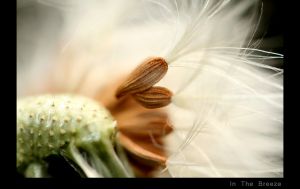 In The Breeze.jpg