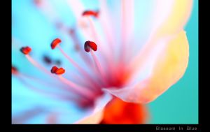 Blossom in Blue.jpg